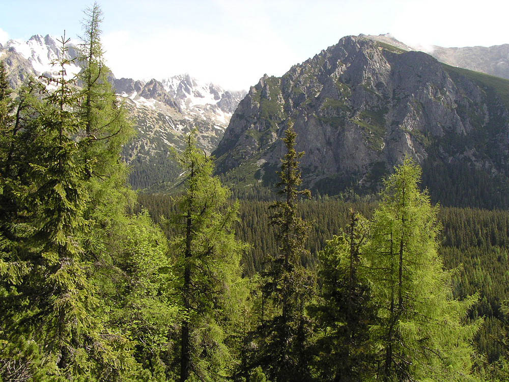 3. Mengusovska dolina - smrekovce opadave